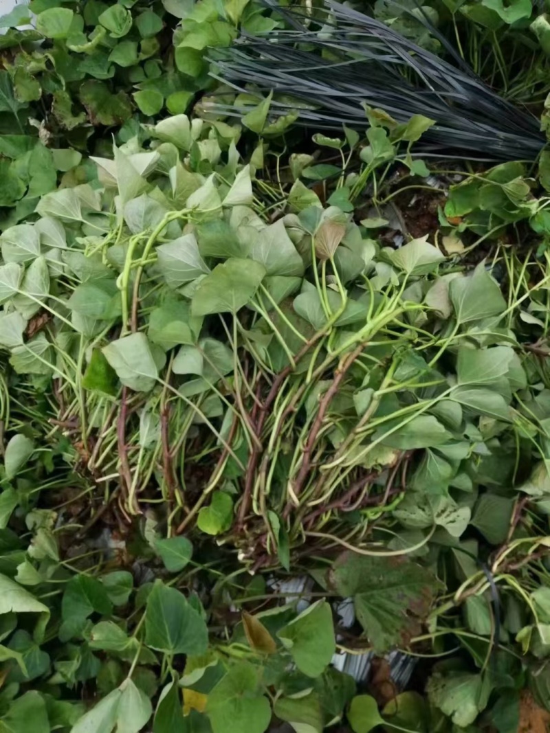 榴莲蜜薯地瓜苗