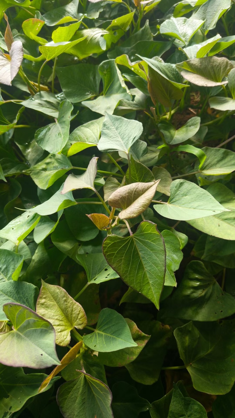 榴莲蜜薯地瓜苗