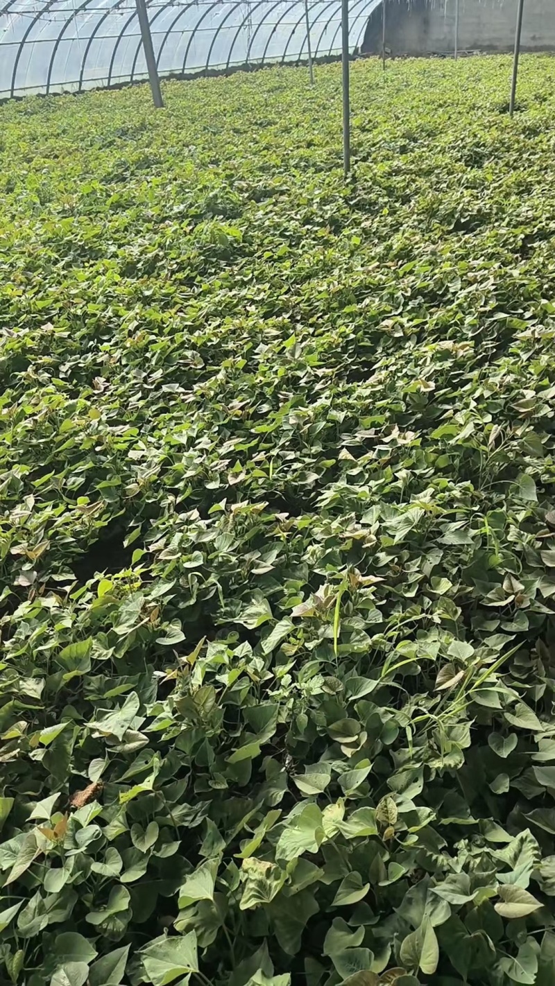 榴莲蜜薯地瓜苗