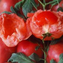 新鲜当季西红柿，甜脆多汁，产地直供，健康有机，快来尝鲜！