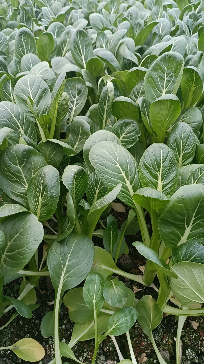 基地直销