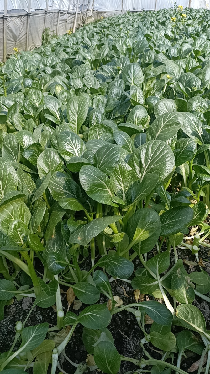 基地直销