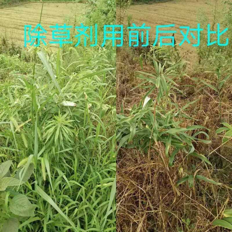 黄精除草剂，黄精除草剂，玉竹除草剂，直发无差价精贵禾灵