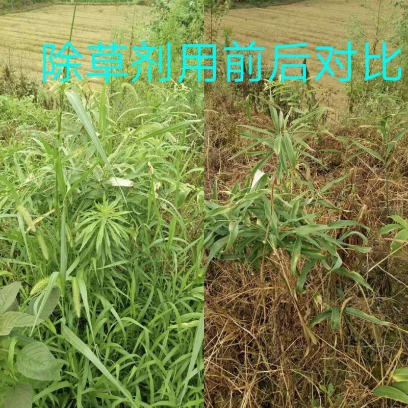 黄精除草剂，黄精除草剂，玉竹除草剂，直发无差价精贵禾灵