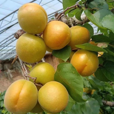 精品大棚金太阳
