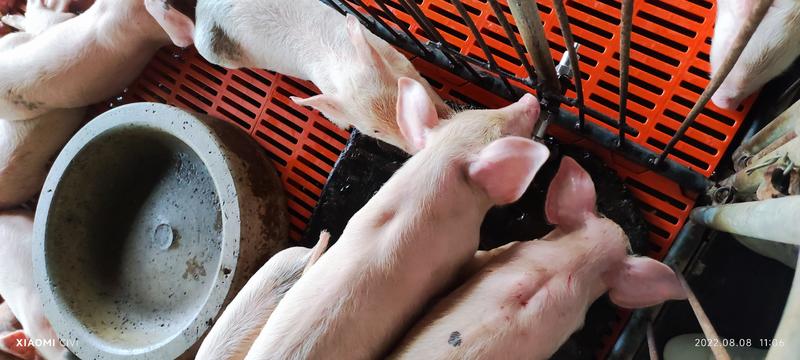 山东育肥猪场大量出售三元仔猪检疫齐全，包成活