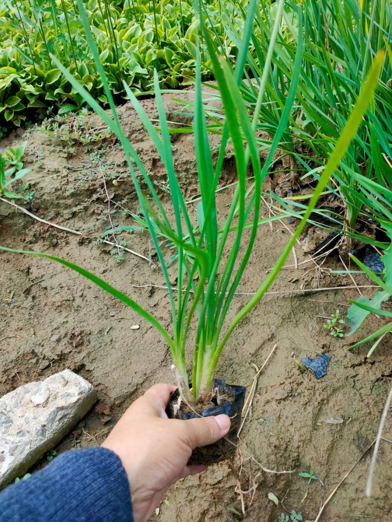 紫娇花，基地直销，常年销售各种绿化苗木。