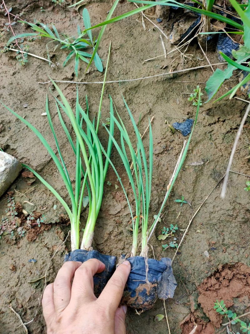 紫娇花，基地直销，常年销售各种绿化苗木。