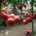 欧尚番茄种子苗子硬果大粉西红柿抗病毒番茄