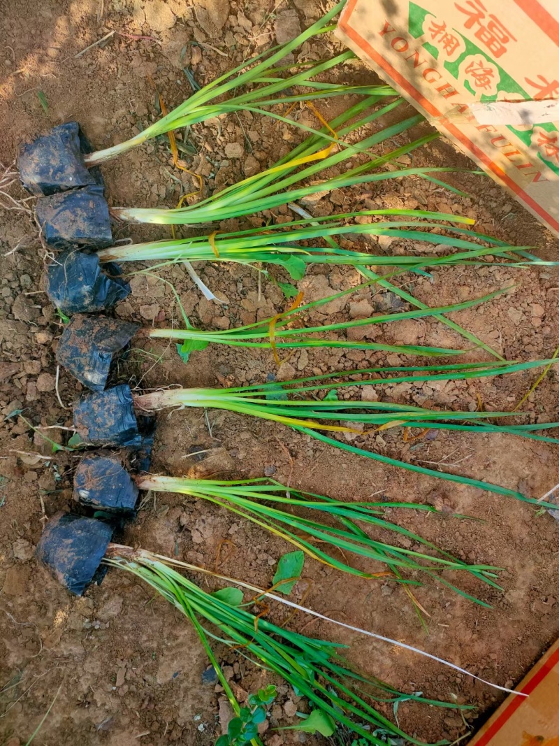 紫娇花，基地直销，常年销售各种绿化苗木。