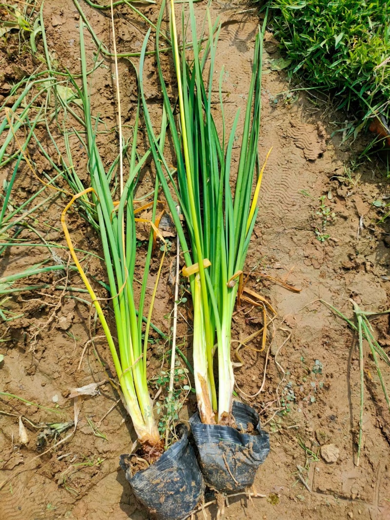 紫娇花，基地直销，常年销售各种绿化苗木。