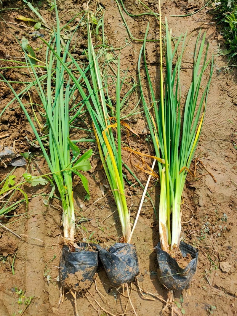 紫娇花，基地直销，常年销售各种绿化苗木。