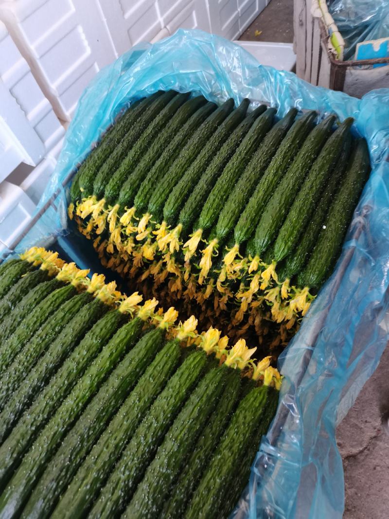油亮鲜花精品密刺黄瓜
