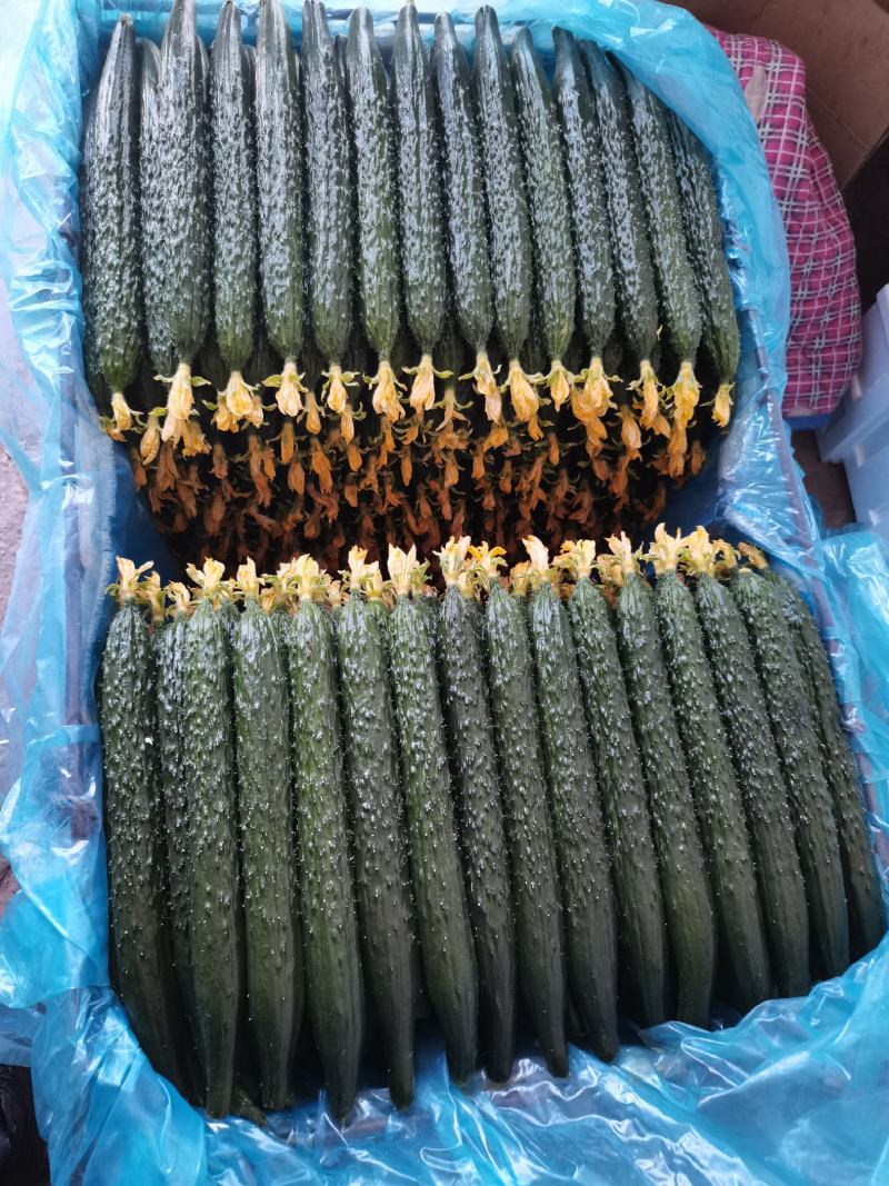 油亮鲜花精品密刺黄瓜