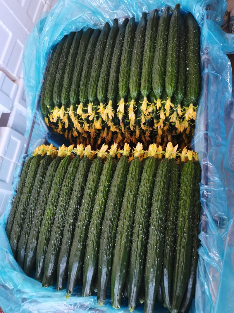 油亮鲜花精品密刺黄瓜