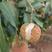 雷州半岛1000亩荔枝（白糖罂），产地直批，全国可发。