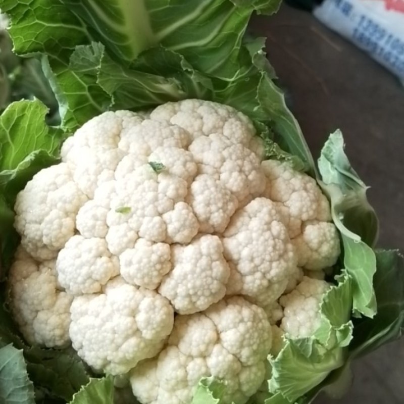 陕西汉中精品实花，紧花，乳白花，质量好，颜色好，个头大，