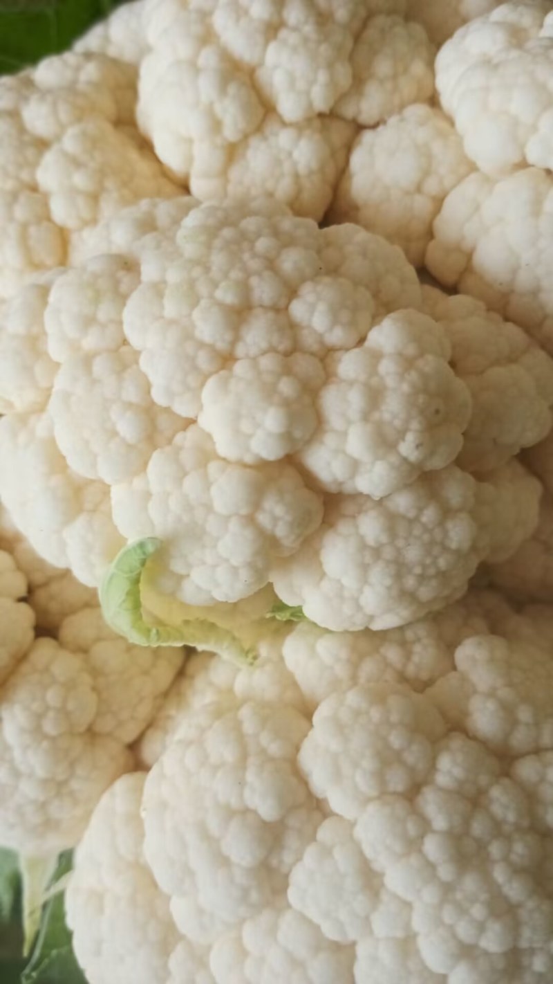 陕西汉中精品实花，紧花，乳白花，质量好，颜色好，个头大，