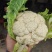 陕西汉中精品实花，紧花，乳白花，质量好，颜色好，个头大，