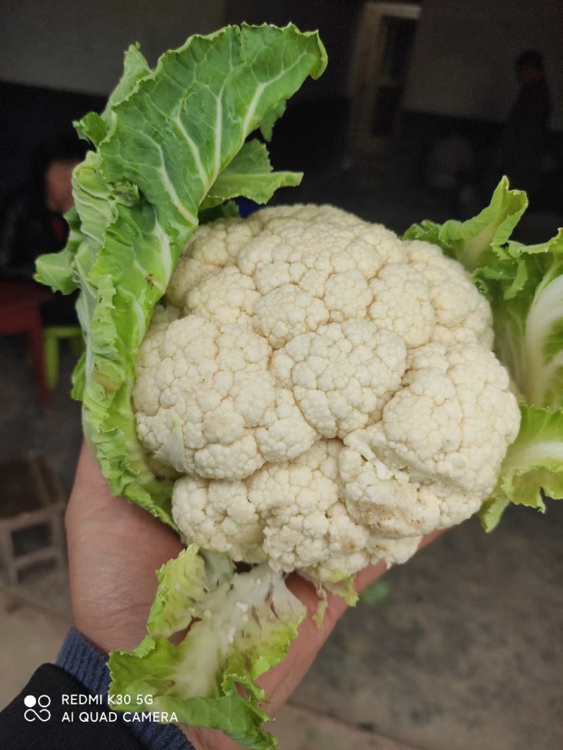 陕西汉中精品实花，紧花，乳白花，质量好，颜色好，个头大，