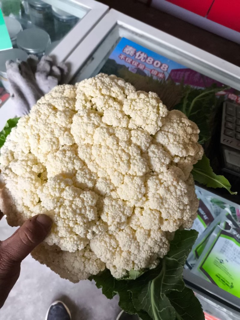 陕西汉中精品实花，紧花，乳白花，质量好，颜色好，个头大，
