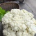 陕西汉中精品实花，紧花，乳白花，质量好，颜色好，个头大，