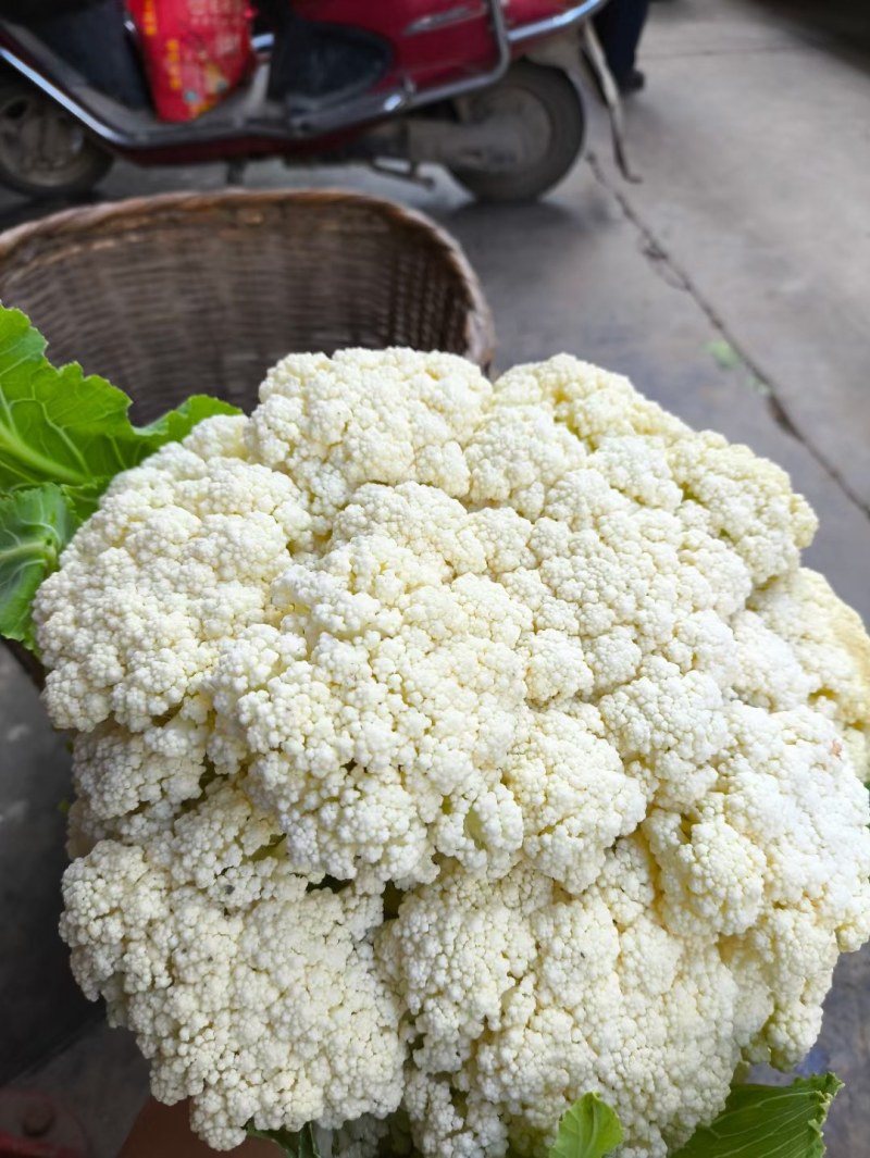 陕西汉中精品实花，紧花，乳白花，质量好，颜色好，个头大，