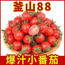 新鲜釜山88小番茄爆汁樱桃圣女果5斤小西红柿水果生吃