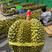 【现货直发】海南非金枕榴莲泰国甲仑榴莲大量有货一件代发