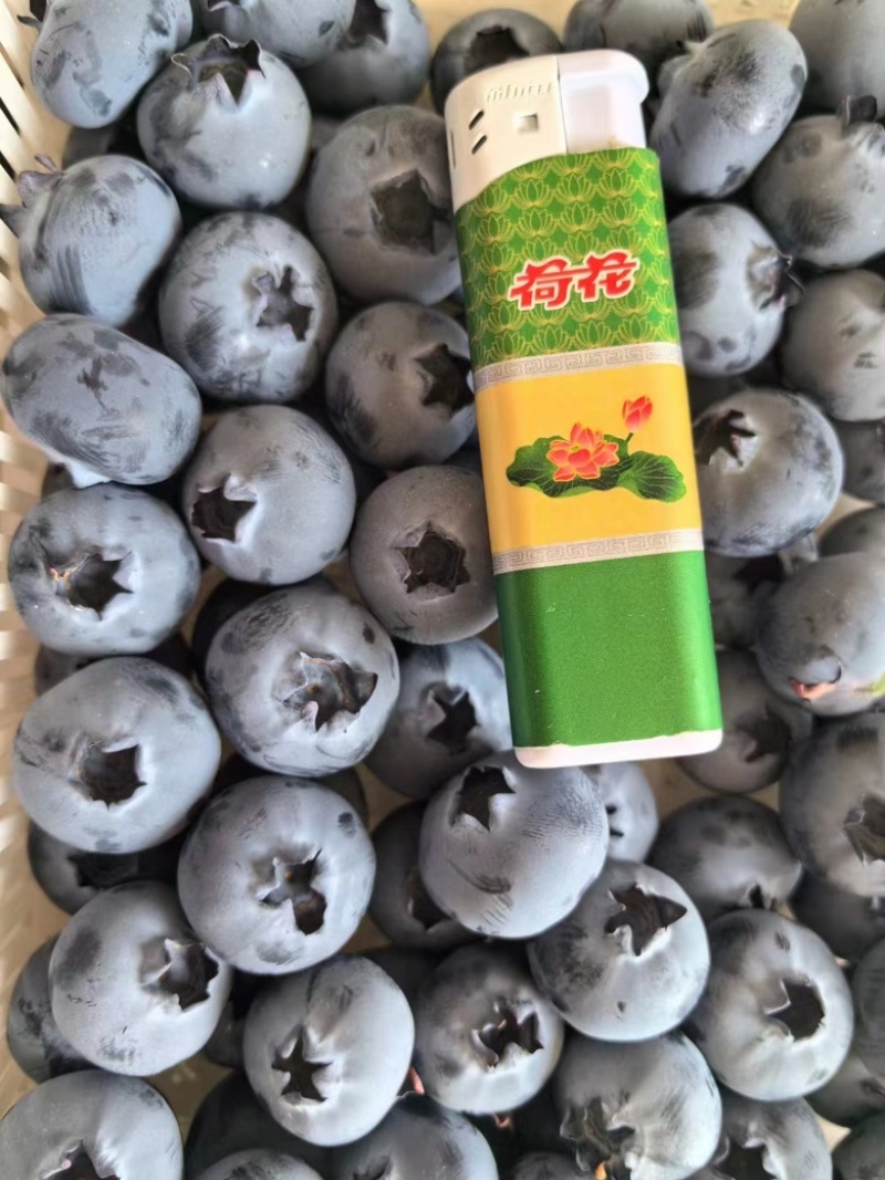 辽宁丹东蓝莓各种规格，大量有货，电联！