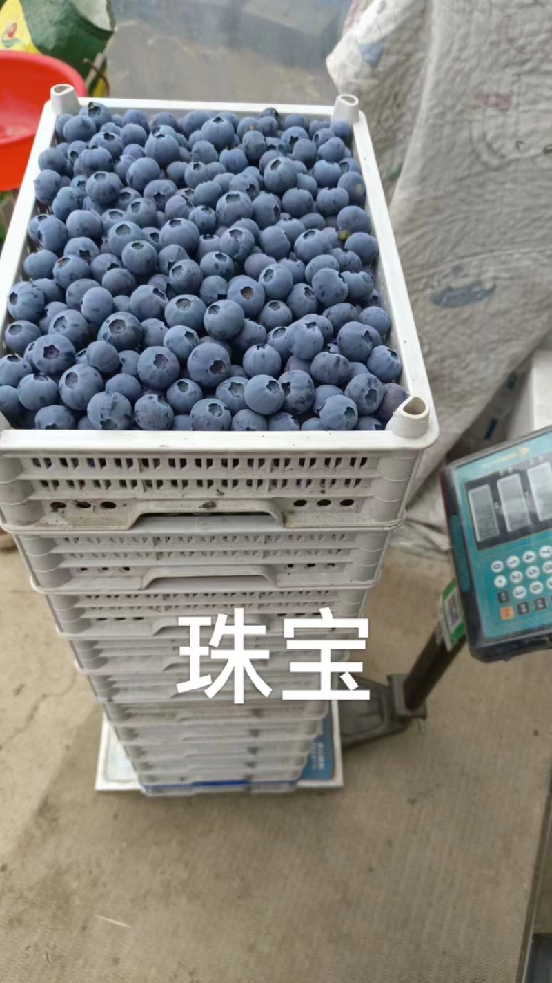 辽宁丹东蓝莓各种规格，大量有货，电联！