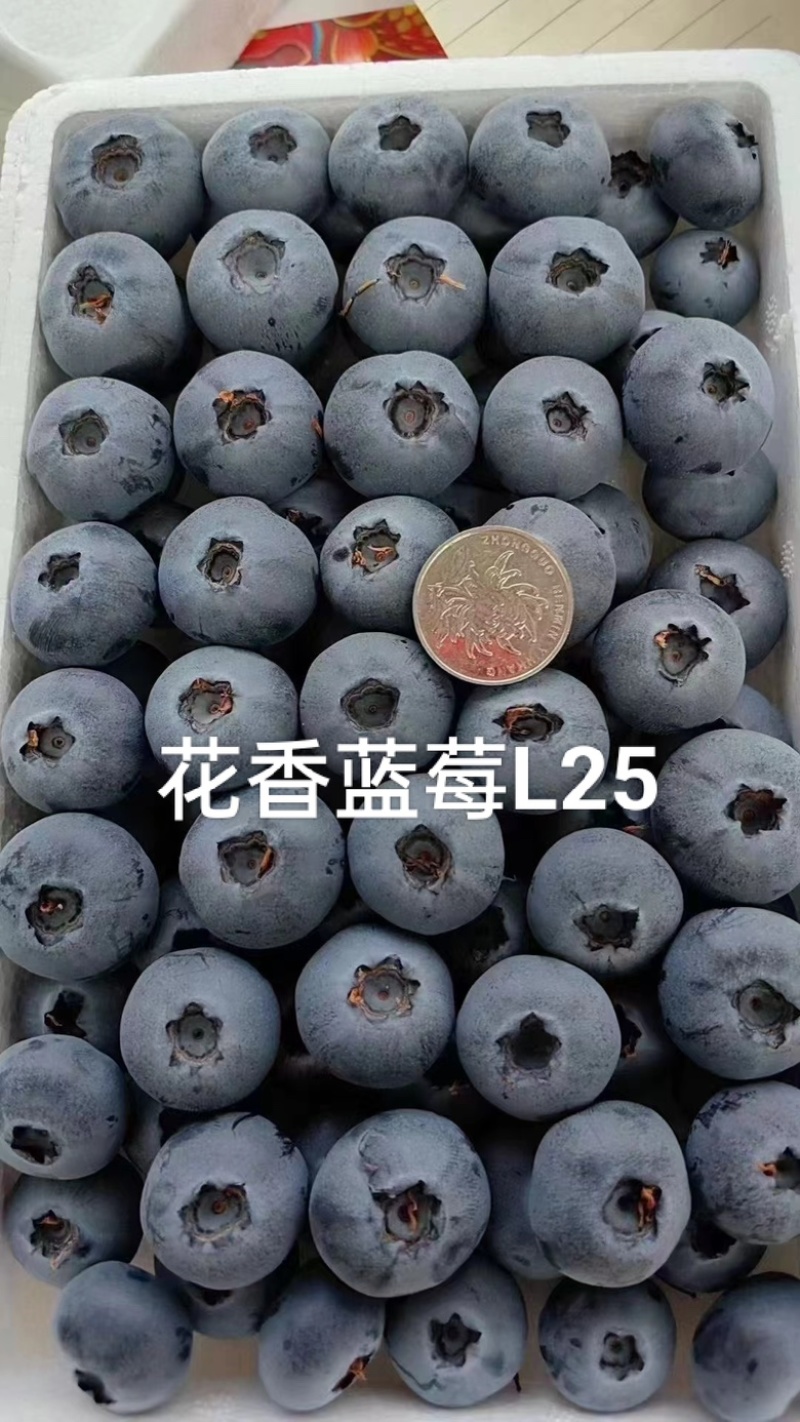 辽宁丹东蓝莓各种规格，大量有货，电联！