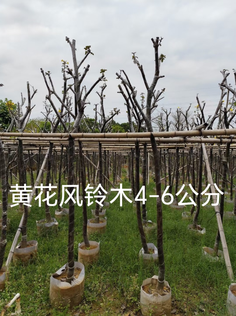 黄花风铃木