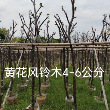 黄花风铃木