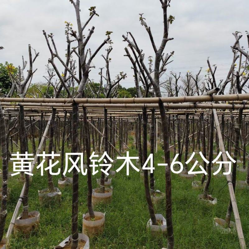 黄花风铃木