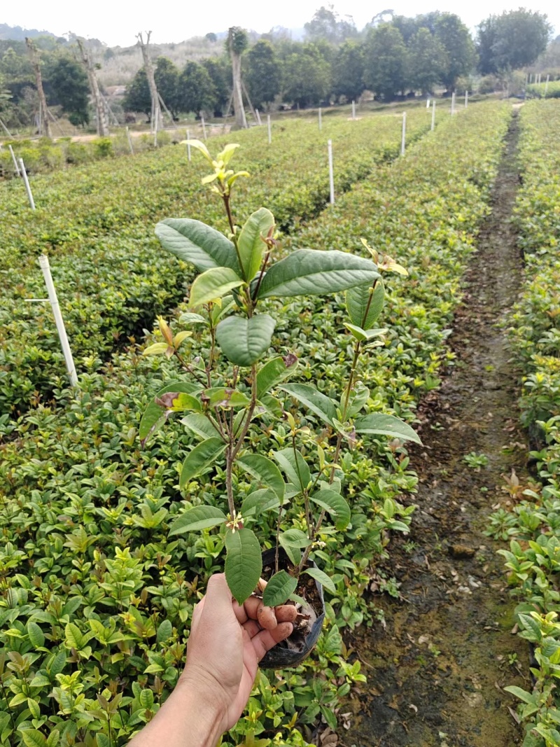 7斤袋桂花杯苗