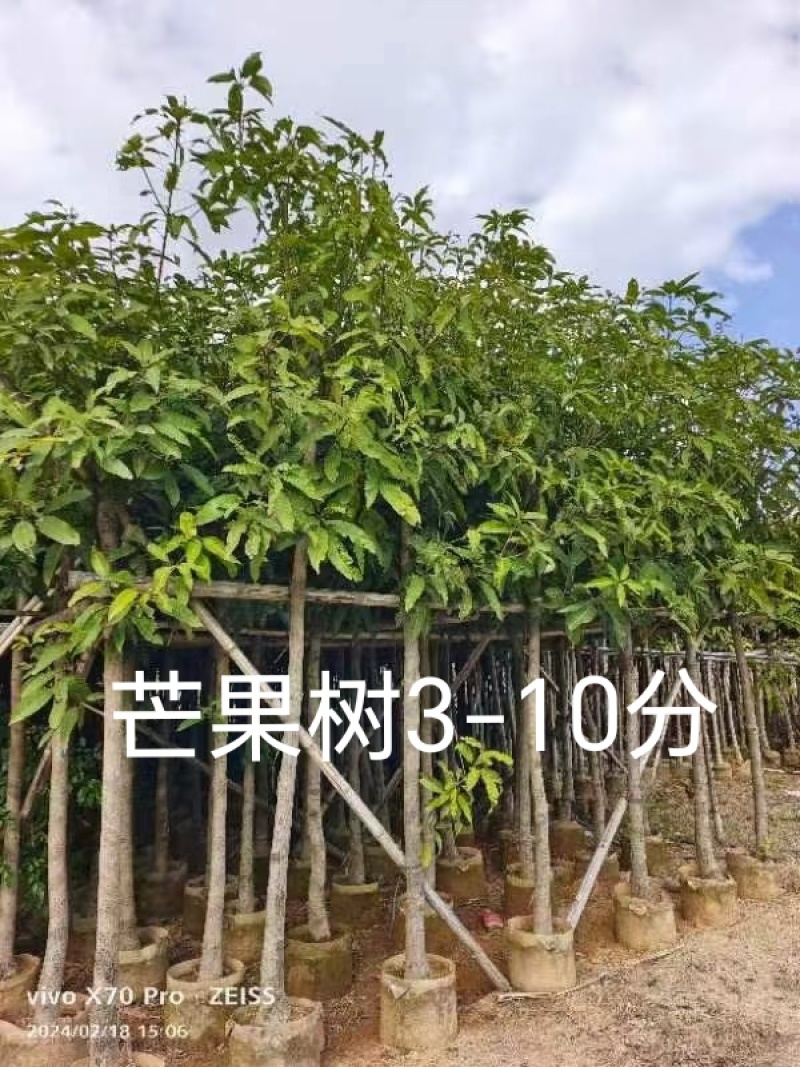 芒果树3-10公分