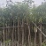 芒果树3-10公分