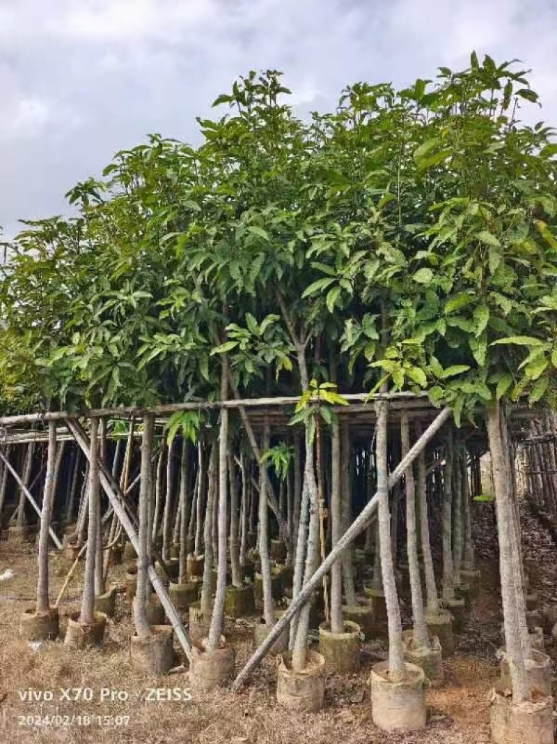 芒果树3-10公分