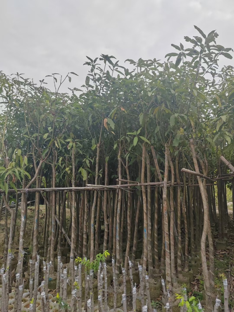 芒果树3-10公分