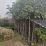 芒果树3-10公分