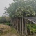 芒果树3-10公分