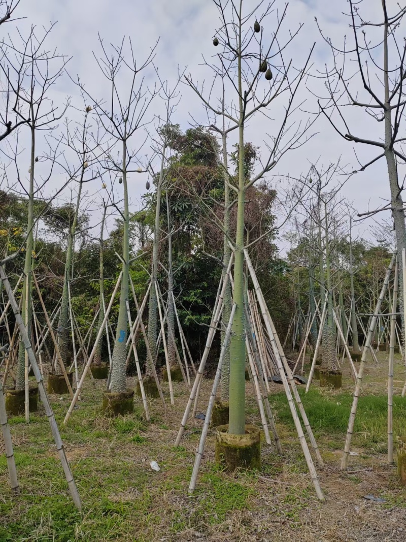 美丽异木棉10-18公分