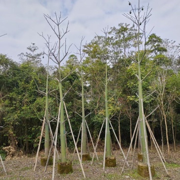 美丽异木棉10-18公分