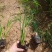 旱伞草风车草基地常年销售各种绿化苗木基地直销