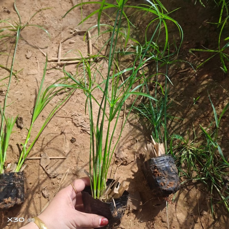 旱伞草风车草基地常年销售各种绿化苗木基地直销
