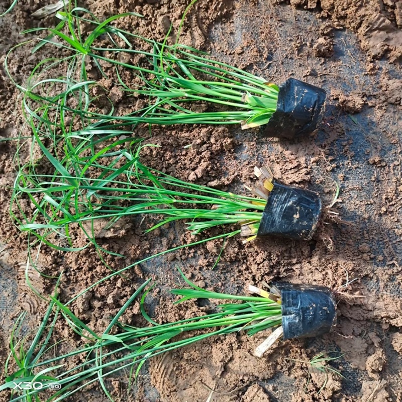 旱伞草风车草基地常年销售各种绿化苗木基地直销
