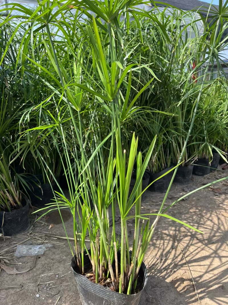 旱伞草风车草基地常年销售各种绿化苗木基地直销