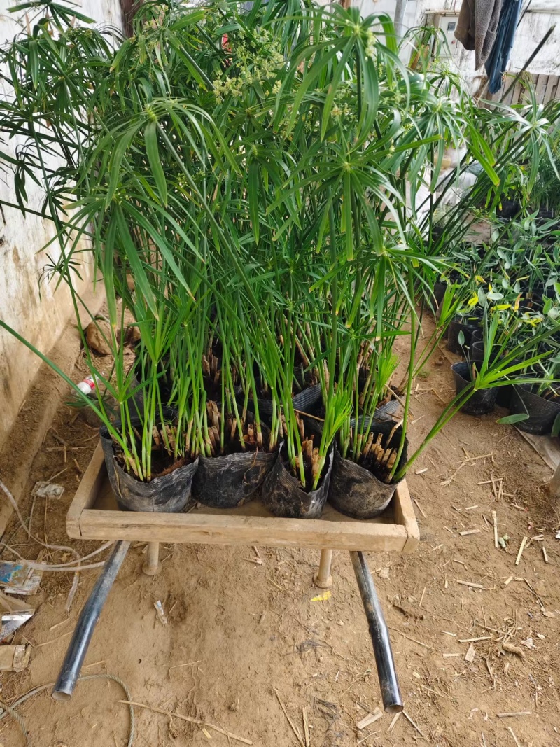 旱伞草风车草基地常年销售各种绿化苗木基地直销