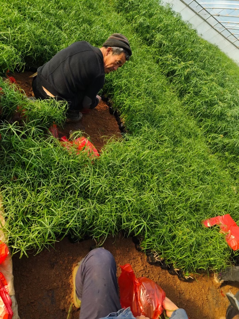 旱伞草风车草基地常年销售各种绿化苗木基地直销